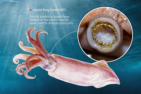 Razor Sharp Teeth Inside The Suckers Of A Squids Tentacle Could Be