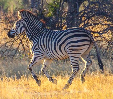 Cannundrums: Burchell's Zebra