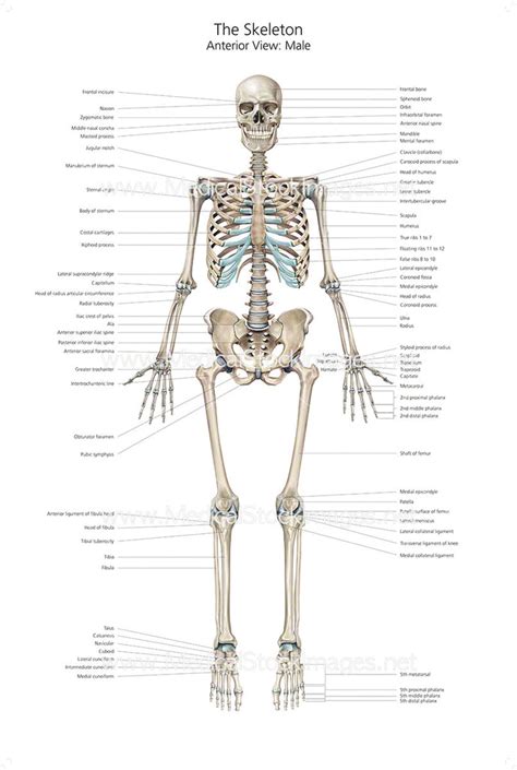 Human Body Anatomy Bone Structure Anatomy Atlas For Android Apk
