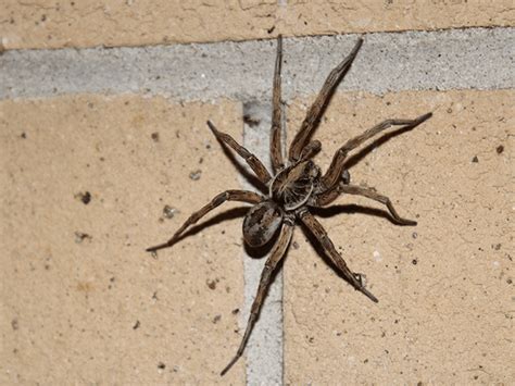 How To Exterminate And Prevent Wolf Spiders In New Jersey