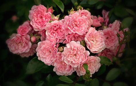 Róże Okrywowe Odmiany Sadzenie I Pielęgnacja