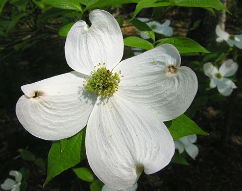 White Flowering Dogwood Cornus Florida Best Flower Site