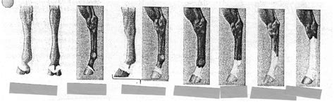 Horse Leg Markings Diagram Quizlet