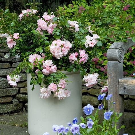 This website is not produced, endorsed, supported, or affiliated with wizards of the coast. Flower Carpet Rose Appleblossom - Easy To Grow Bulbs
