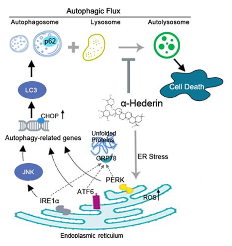 αHederin induce gastric cancer cell by blocking autophagic flux