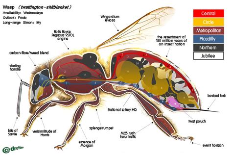 Anatomy Of A Wasp The Poke