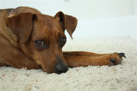 Red Miniature Pinscher Puppies Images And Pictures Becuo Dedicated To