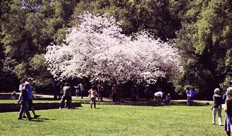 2020 top things to do in los angeles. One Place At A Time: Cherry Blossom at Descanso Gardens in ...