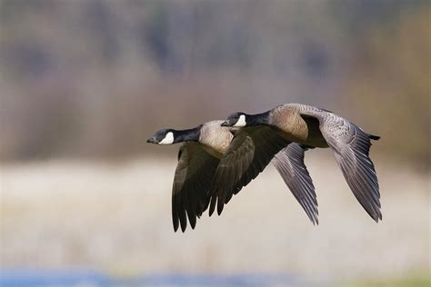 Lesser Canada Geese Flying Photograph By Ken Archer Fine Art America