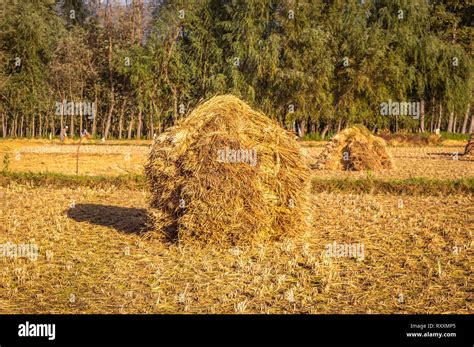 A Heap Of Rice Straw Hay In Paddy Field The Rice Field At Roadside In