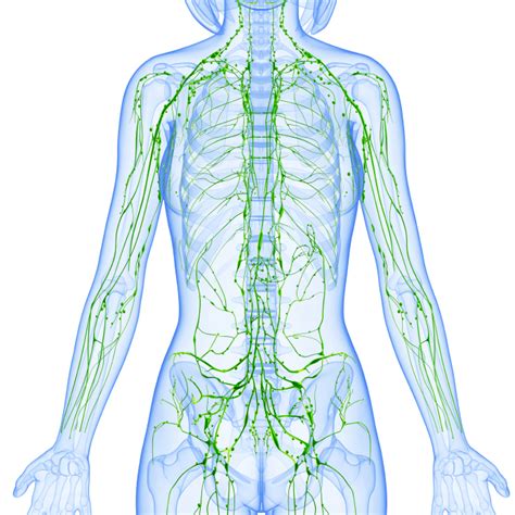 More About Lymphatic System The Healing Practice