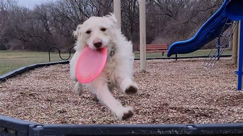 Amazing Dog Catching Frisbee Best Fetching Dog Ever 🐕 Shorts Youtube