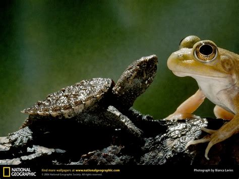 Amphibians And Reptiles Create Webquest