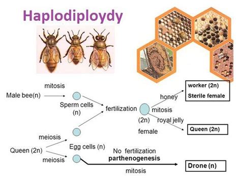 Reproduction Definition And Examples Biology Online Dictionary