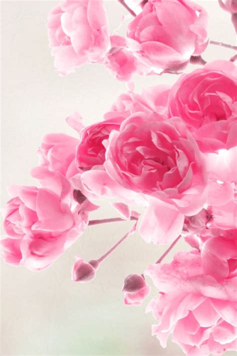 Free Pink Wallpaper For Phone Free Phone Wallpapers Glitter