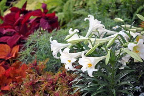 A Few Tips How To Plant Easter Lily Bulbs Complete Step By Step Guide