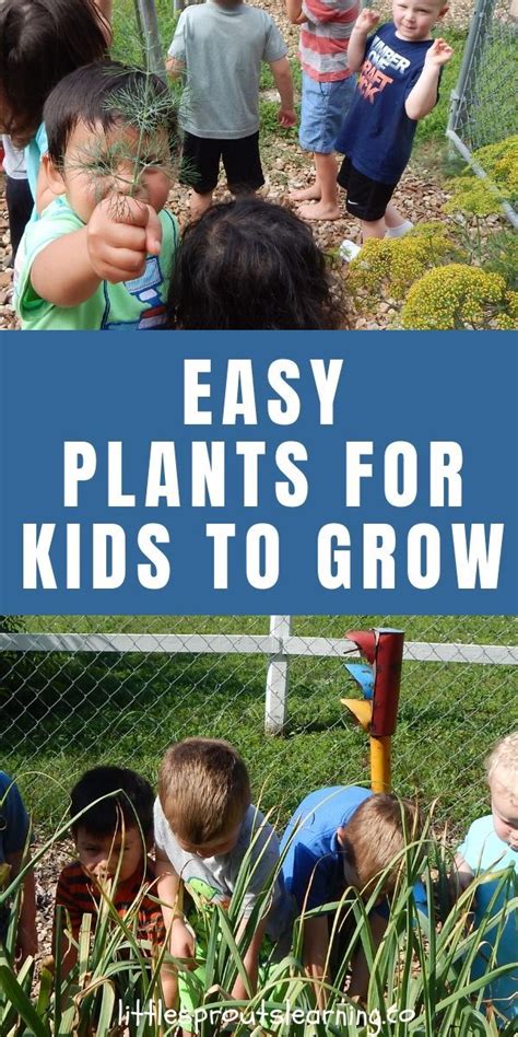 What Are The Easiest Plants For Kids To Grow In The Childrens Garden
