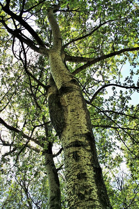 Free Images Branch Leaf Flower Trunk Green Autumn Botany Trees