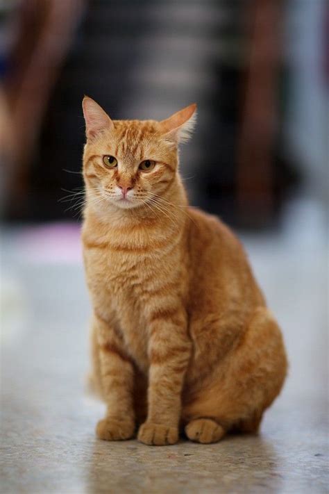 an orange tabby cat sitting on the floor