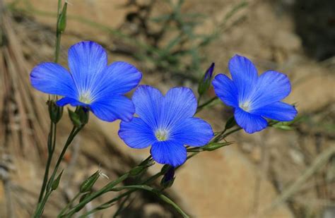 Les 10 Plus Belles Fleurs Bleues Du Jardin Fleurs Bleues Belles