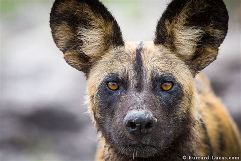 African Wild Dog With A Very Serious Look Its Face Safari Art