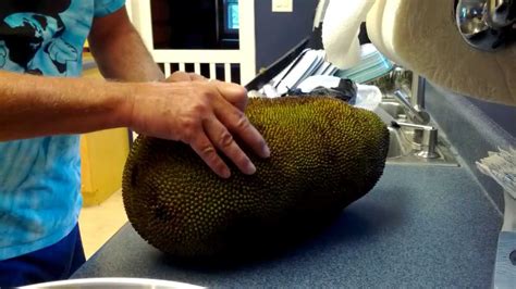 Jackfruit How To Prepare A 27 Pound Jackfruit Part 1 Of 2 Youtube