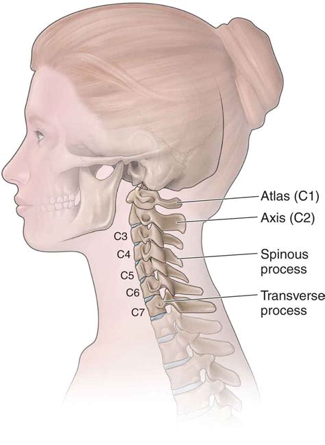 cervical vertebrae vertebral column atlas anatomy ligament png the best porn website