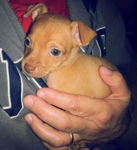 Check spelling or type a new query. 8 Week old Adorable Chihuahua Puppy for Sale in ...