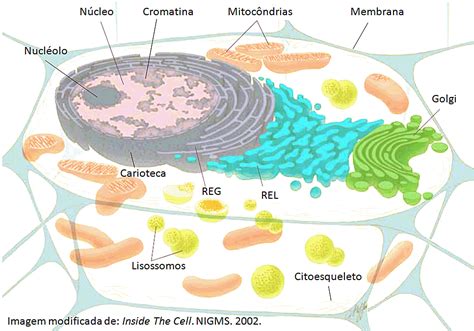 Organismo Pluricelular Composto De Células Com Organoides Membranosos