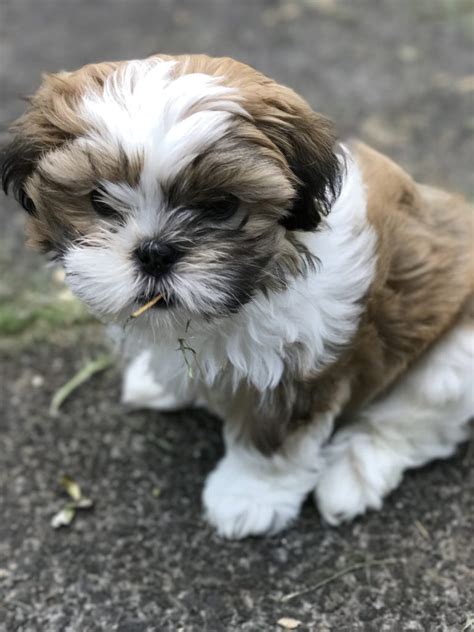 I was surrendered with my brother tromky! The Maltese Shih Tzu - Complete Mix Breed Guide - Animal Corner