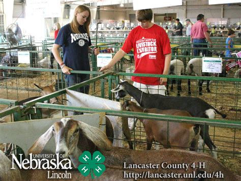4 H And Ffa Goat Show Photos 2007 Lancaster County Fair Nebraska