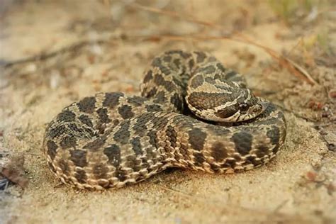 Heterodon Nasicus Western Hognose Snake Usa Snakes