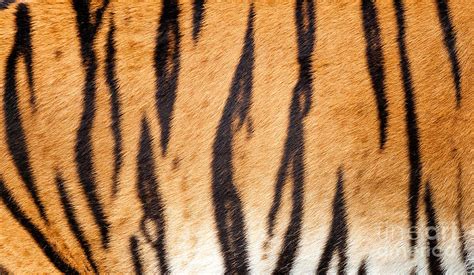 real tiger fur texture photograph by sarah cheriton jones fine art america