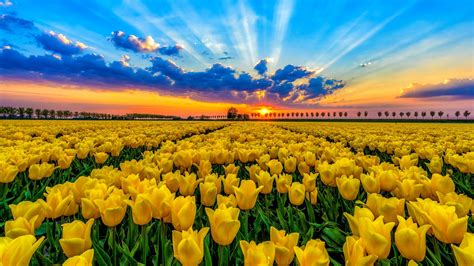 Flowers Yellow Beautiful Sunset Tulips Clouds Sky Field Hd Wallpaper