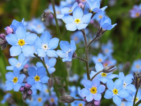 Pretty Bright Closeup Light Blue Forget Me Not Flowers Blooming In