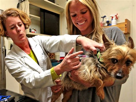 Dog Flu Virus Spreading Across The United States Shots Health News