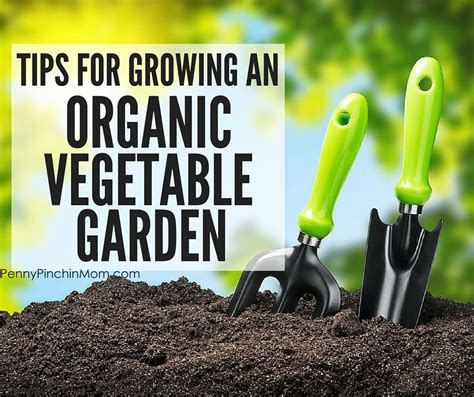 How To Grow An Organic Vegetable Garden Growing Organic Vegetables