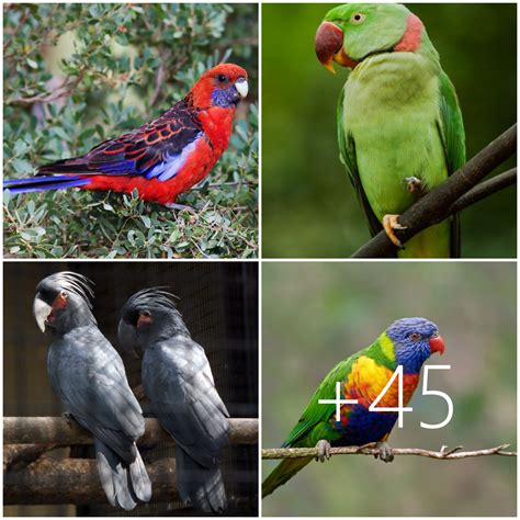 Top 10 Most Beautiful Parrots In The Worldts Pet Care Blog