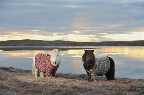 Scotlands Tiny Ponies In Sweaters Ef Educational Tours Blog