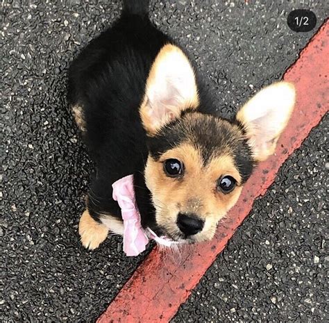 6 Month Old Miniature Pomeranian Jack Russell Cross In Clapham