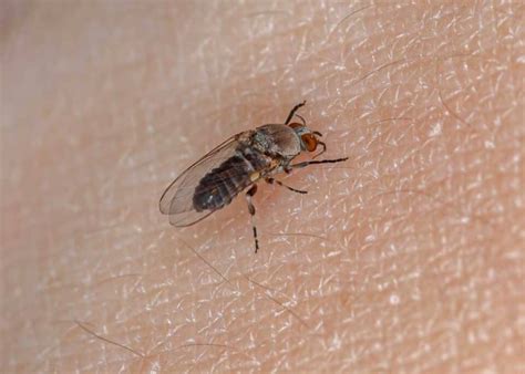 Do Gnats Bite Humans 3 Common Biting Gnats 8 Tips To Avoid Bites 🪰