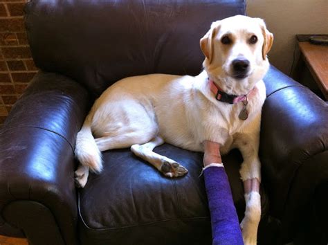The Best Dog Wound Boot Or Cast You Can Find Online Our Fit Pets