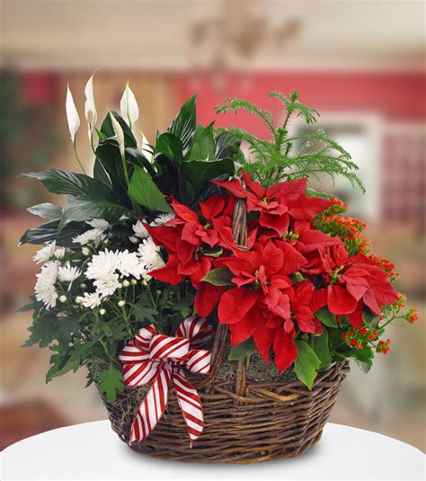 Blooming Poinsettia Basket Beautiful And Festive Christmas Flowers