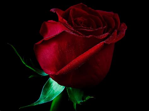 Red Rose Wallpaper Free Download For Mobile Beautiful Red Rose Flower
