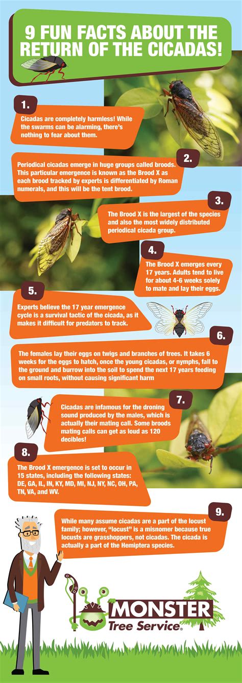 9 Fun Facts About Cicadas