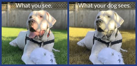 Are Dogs Colour Blind How Dogs See Colour Bc Spca