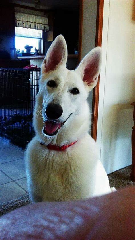 455 Best Images About White German Shepherd Dog Never Blue Eyes On
