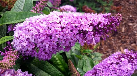 Very desirable with a wide range of uses. Buddleia Pugster Periwinkle® // Fabulous Compact Butterfly ...