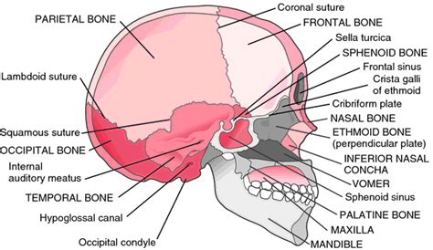 back of head medical term - Clip Art Library