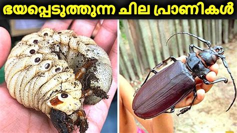 Top 10 Most Dangerous Bugs In The World ലോകത്തിലെ ഏറ്റവും വലിയ